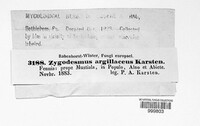 Botryobasidium isabellinum image